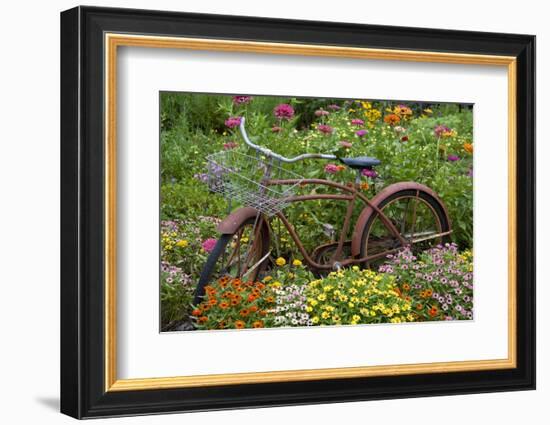 Old Bicycle with Flower Basket in Garden with Zinnias, Marion County, Illinois-Richard and Susan Day-Framed Photographic Print