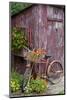 Old Bicycle with Flower Basket Next to Old Outhouse Garden Shed-Richard and Susan Day-Mounted Photographic Print