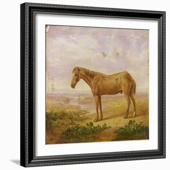 Old Billy, a Draught Horse, Aged 62 (Oil on Panel)-Charles Towne-Framed Giclee Print