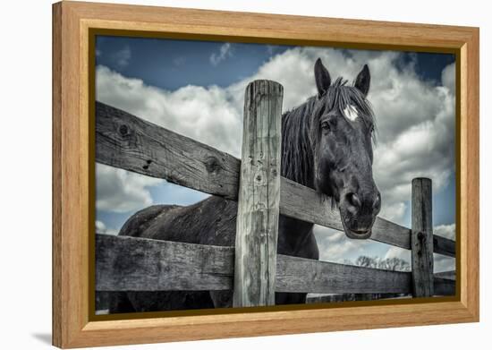 Old Black Horse-Stephen Arens-Framed Premier Image Canvas