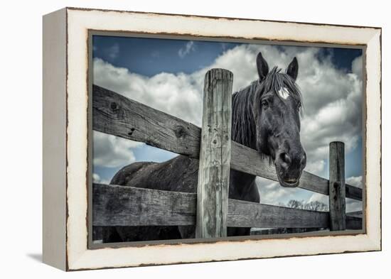 Old Black Horse-Stephen Arens-Framed Premier Image Canvas
