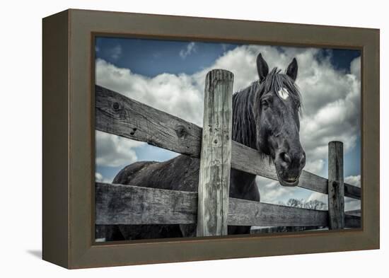 Old Black Horse-Stephen Arens-Framed Premier Image Canvas