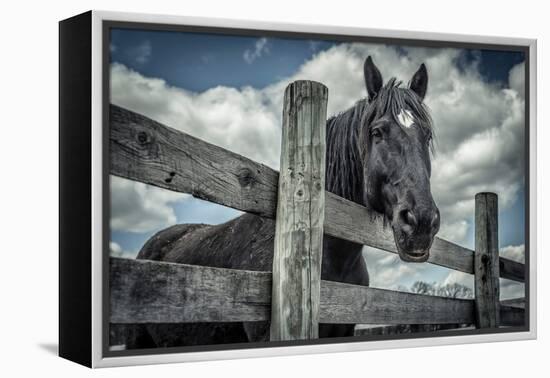 Old Black Horse-Stephen Arens-Framed Premier Image Canvas