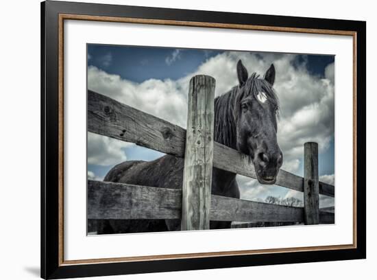 Old Black Horse-Stephen Arens-Framed Photographic Print