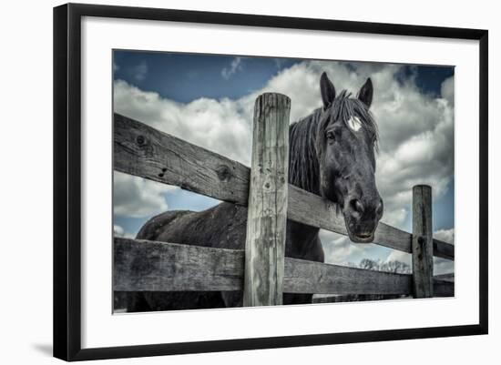 Old Black Horse-Stephen Arens-Framed Photographic Print