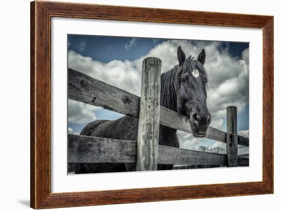 Old Black Horse-Stephen Arens-Framed Photographic Print