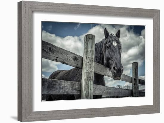 Old Black Horse-Stephen Arens-Framed Photographic Print