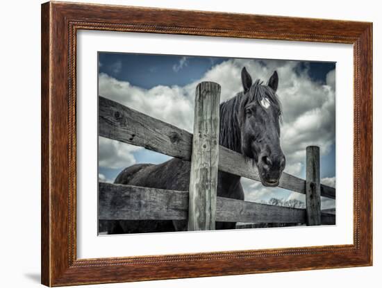 Old Black Horse-Stephen Arens-Framed Photographic Print