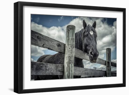 Old Black Horse-Stephen Arens-Framed Photographic Print