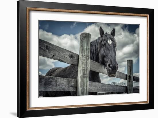 Old Black Horse-Stephen Arens-Framed Photographic Print