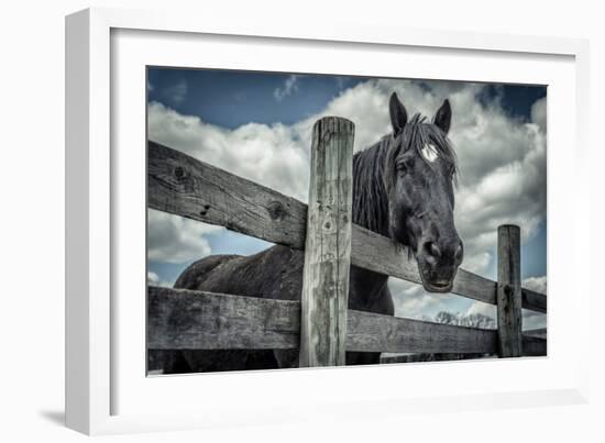 Old Black Horse-Stephen Arens-Framed Photographic Print