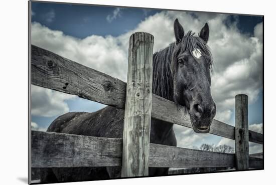Old Black Horse-Stephen Arens-Mounted Photographic Print