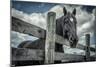 Old Black Horse-Stephen Arens-Mounted Photographic Print