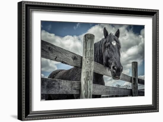 Old Black Horse-Stephen Arens-Framed Photographic Print