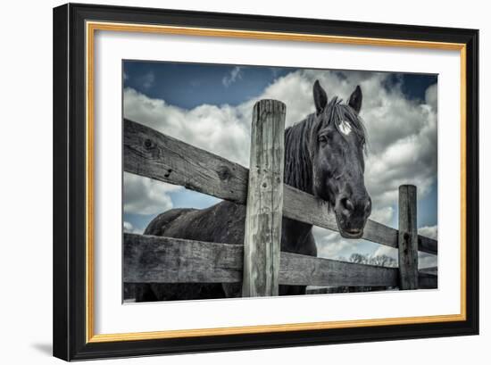 Old Black Horse-Stephen Arens-Framed Photographic Print