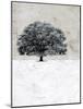 Old Black Tree-Ynon Mabat-Mounted Art Print