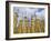 Old Buddhist Temple in the Inle Lake Region, Shan State, Myanmar (Burma)-Julio Etchart-Framed Photographic Print