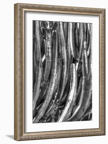 Old Cactus 4-Moises Levy-Framed Photographic Print