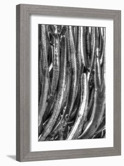 Old Cactus 4-Moises Levy-Framed Photographic Print