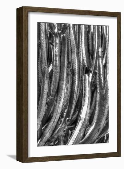 Old Cactus 4-Moises Levy-Framed Photographic Print