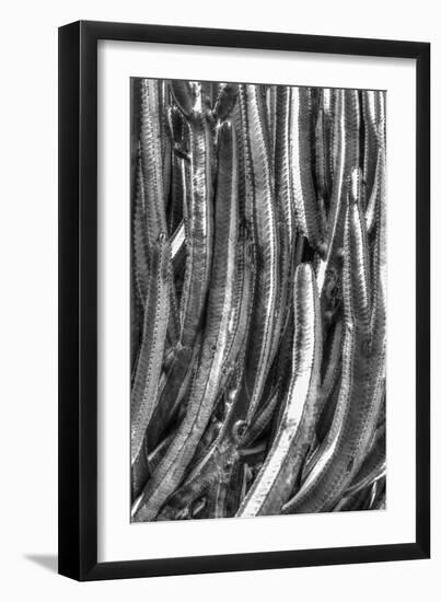 Old Cactus 4-Moises Levy-Framed Photographic Print