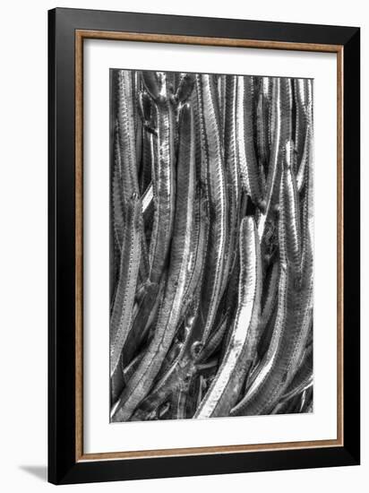 Old Cactus 4-Moises Levy-Framed Photographic Print