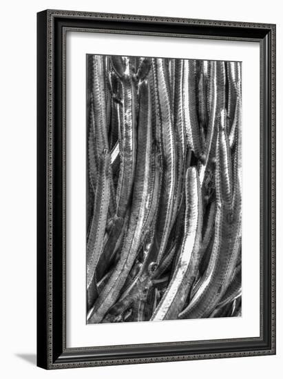 Old Cactus 4-Moises Levy-Framed Photographic Print