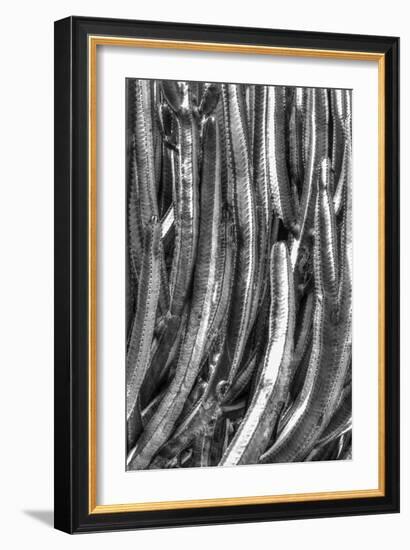 Old Cactus 4-Moises Levy-Framed Photographic Print