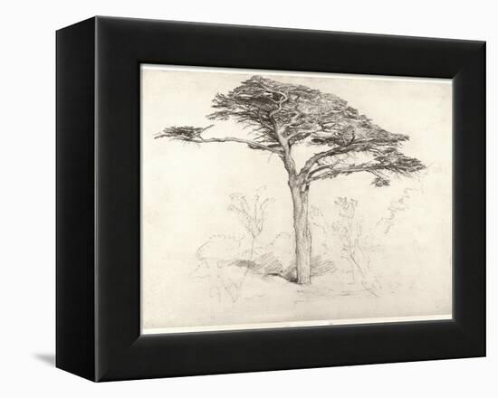 Old Cedar Tree in Botanic Garden, Chelsea, 1854 (Pencil on Paper)-Samuel Palmer-Framed Premier Image Canvas