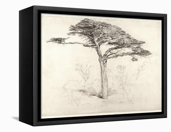 Old Cedar Tree in Botanic Garden, Chelsea, 1854 (Pencil on Paper)-Samuel Palmer-Framed Premier Image Canvas