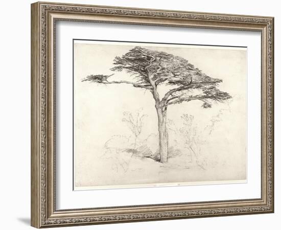 Old Cedar Tree in Botanic Garden, Chelsea, 1854 (Pencil on Paper)-Samuel Palmer-Framed Giclee Print