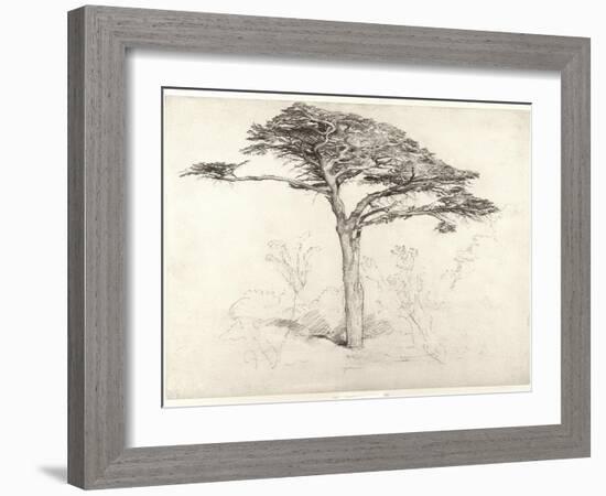 Old Cedar Tree in Botanic Garden, Chelsea, 1854 (Pencil on Paper)-Samuel Palmer-Framed Giclee Print