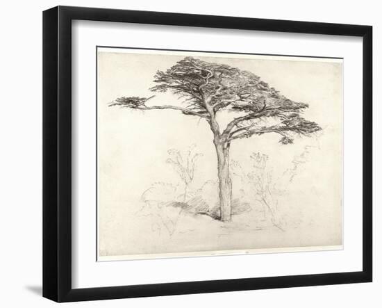 Old Cedar Tree in Botanic Garden, Chelsea, 1854 (Pencil on Paper)-Samuel Palmer-Framed Giclee Print