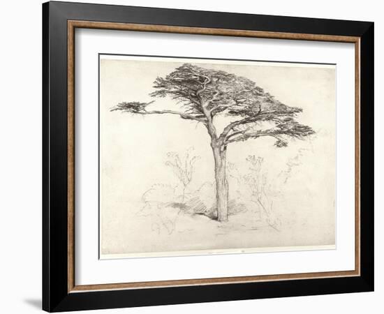 Old Cedar Tree in Botanic Garden, Chelsea, 1854 (Pencil on Paper)-Samuel Palmer-Framed Giclee Print