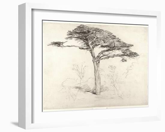 Old Cedar Tree in Botanic Garden, Chelsea, 1854 (Pencil on Paper)-Samuel Palmer-Framed Giclee Print