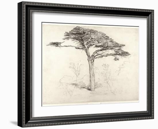 Old Cedar Tree in Botanic Garden, Chelsea, 1854 (Pencil on Paper)-Samuel Palmer-Framed Giclee Print