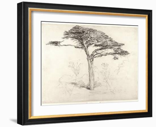 Old Cedar Tree in Botanic Garden, Chelsea, 1854 (Pencil on Paper)-Samuel Palmer-Framed Giclee Print