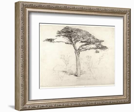 Old Cedar Tree in Botanic Garden, Chelsea, 1854 (Pencil on Paper)-Samuel Palmer-Framed Giclee Print