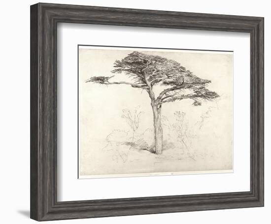 Old Cedar Tree in Botanic Garden, Chelsea, 1854 (Pencil on Paper)-Samuel Palmer-Framed Giclee Print