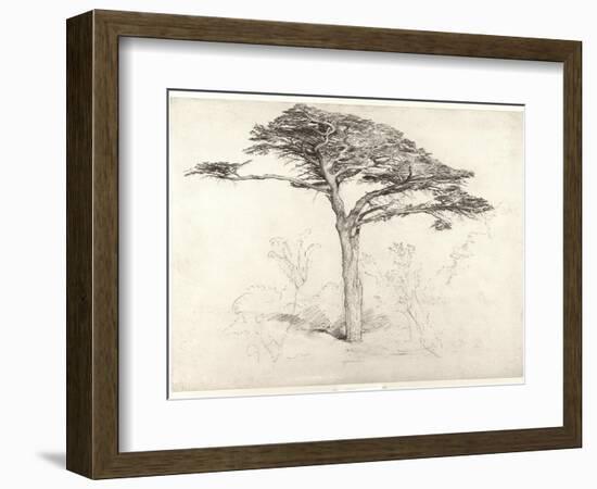 Old Cedar Tree in Botanic Garden, Chelsea, 1854 (Pencil on Paper)-Samuel Palmer-Framed Giclee Print