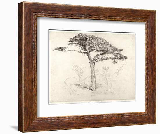 Old Cedar Tree in Botanic Garden, Chelsea, 1854 (Pencil on Paper)-Samuel Palmer-Framed Giclee Print