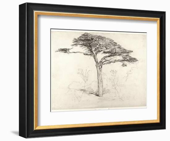 Old Cedar Tree in Botanic Garden, Chelsea, 1854 (Pencil on Paper)-Samuel Palmer-Framed Giclee Print