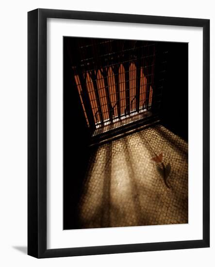 Old Elevator at Ground Floor, Paris, France-Michele Molinari-Framed Photographic Print