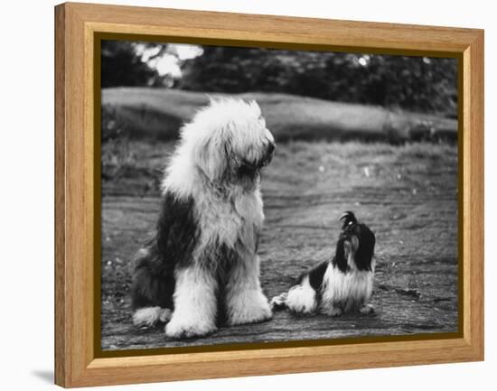 Old English Sheep Dog with Little Shih Tzu Dog-Yale Joel-Framed Premier Image Canvas