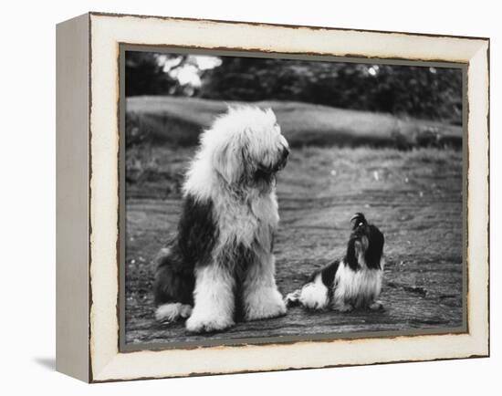 Old English Sheep Dog with Little Shih Tzu Dog-Yale Joel-Framed Premier Image Canvas