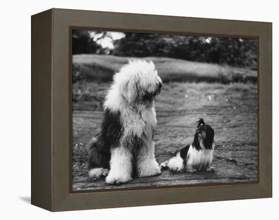 Old English Sheep Dog with Little Shih Tzu Dog-Yale Joel-Framed Premier Image Canvas