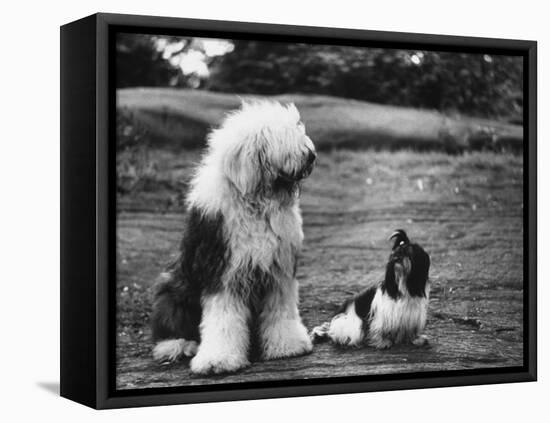 Old English Sheep Dog with Little Shih Tzu Dog-Yale Joel-Framed Premier Image Canvas