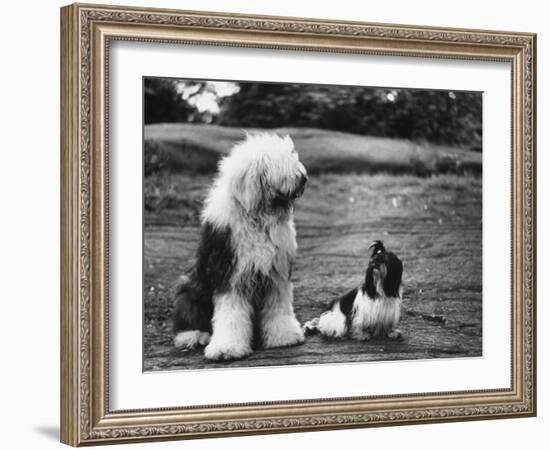 Old English Sheep Dog with Little Shih Tzu Dog-Yale Joel-Framed Photographic Print