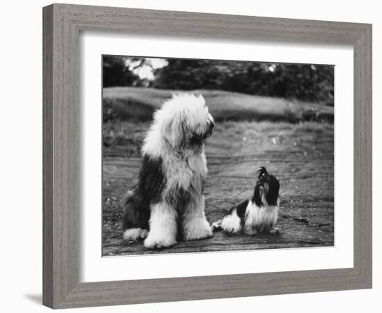 Old English Sheep Dog with Little Shih Tzu Dog-Yale Joel-Framed Photographic Print
