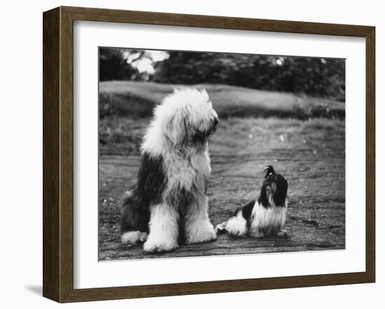 Old English Sheep Dog with Little Shih Tzu Dog-Yale Joel-Framed Photographic Print